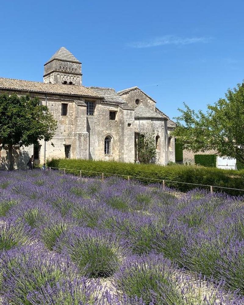 Lavender fields in France